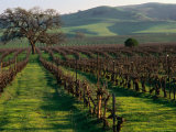 Late Winter Vineyard  Livermore Valley