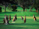 Mob of Kangaroos Gather on the Ninth at the Anglesea Golf Club