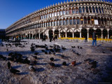 Pigeons Skate on Black Ice on Procuriate Vecchio in Venice