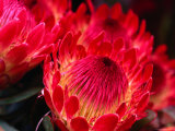 Close-Up of a Protea  Growing on the Slopes of Haleakala National Park