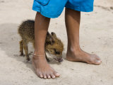 Pet Pig Between Boy's Feet in Amazon Rainforest Village