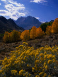 Rabbit Brush and Aspen Stands in Autumn  June Lake Loop  Eastern Sierra Nevada