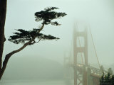 Golden Gate Bridge in Morning Fog with Cypress Tree