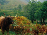 Highland Cow Standing Amongst the Bracken Below Ben Nevis