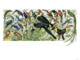 Quetzal  Toucans  and Other Tropical Birds