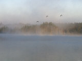Wild Ducks in Morning Fog Flying over Post Lake on the Wolf River  Wisconsin