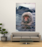 Japanese Macaque  Snow Monkey Sitting in Waters of Hot Spring in Shiga Mountains During a Snowfall