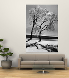 Trees in the Snow