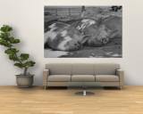 Yorkshire Hogs Smirking with Comfort in Pen on Curtiss Farms Owned by the Curtiss Candy Co