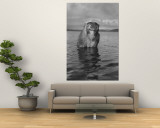 Rhesus Monkey Sitting in Water Up to His Chest