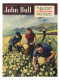 John Bull  Picking Harvesting Flowers Magazine  UK  1950