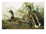 Mallard Duck  Plate CCXXI  Aquatint with Engraving and Hand-Colouring  on J Whatman  1831