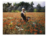 The Poppy Field