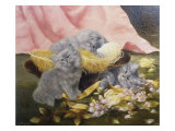 Silver Persian Kittens Playing  19th Century