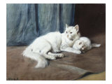 White Persian Cat with Her Kittens