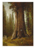 California Redwood Trees