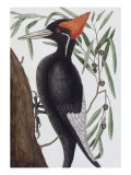 Large White Billed Woodpecker  Natural History of Carolina  Florida and the Bahamas Islands  1731