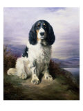 Royal  a Tri-Colour Working Springer Spaniel
