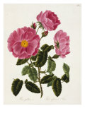 Rose Gallica  Red Officinal Rose  Collection of Roses from Nature