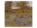 Bluebell Copse