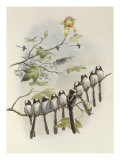 Long-Tailed Tit  Mecistura Caudata  The Birds of Great Britain  1862-1873