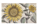Giant Sunflower  the Hortus Floridus  Hand-Coloured Plate  c1614