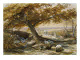 Sheep in the Shade  c1851