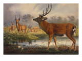 The Mantchurian Deer  Cervus Mantchurias  Zoological Sketches  1856