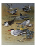 Various Terns  1915