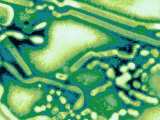 Virus Influenza Types A or B Viruses Cause Epidemics of Disease Almost Every Winter