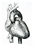 Human Heart