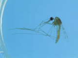 Anopheles Mosquito with Malaria