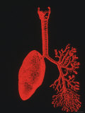 Lungs Red on Black Background
