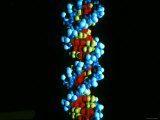 DNA Double Helix  Deoxyribonucleic Acid