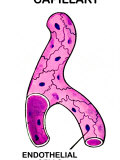 Capillary Vertical