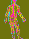 Full Body Nervous System Medical
