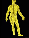 Human Body Posterior View