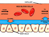Capillary Exchange and Interstitial Fluid Labeled