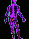 Full Body Nervous System Medical