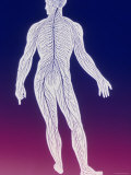 Human Body Posterior View