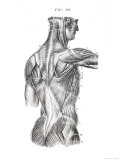 Muscles of the Human Back