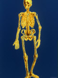 Digitized Full-Body Skeleton