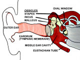 Bones of Ear Malleus Incus Staples