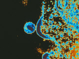 AIDS Virus  Budding Tem