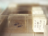 Close-Up Microscope Slides with Sample Cervical Cells