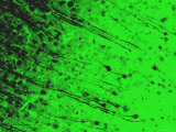 Cerebral Cortex Golgi Method Glia Dendrites