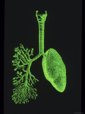 Lungs  Green on Black Background