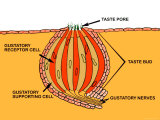 Taste Bud on Tongue