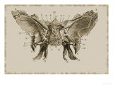 Cerebral Surface Sphenoid Bone