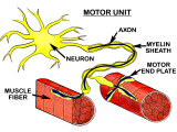 Motor Unit-- Nerve Cell and Muscle Fiber
